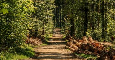 O Fundo Centro-Americano da Madeira: Promovendo a Sustentabilidade na Indústria Madeireira