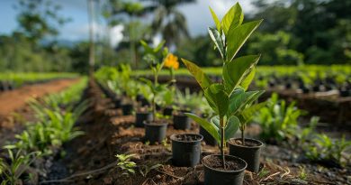 Como O CATF Alinha Lucratividade E Sustentabilidade