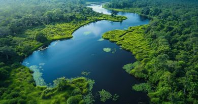 O CATF E A Restauração De Ecossistemas Danificados